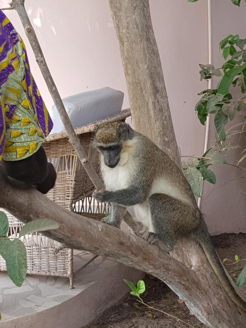 Mandinka Lodge Kololi Eksteriør billede